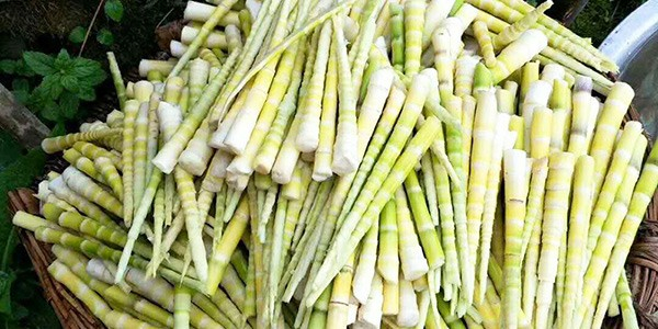 金狮贵宾会_尊贵显赫食品又深入云南山区采购秋季竹笋——罗汉笋原料