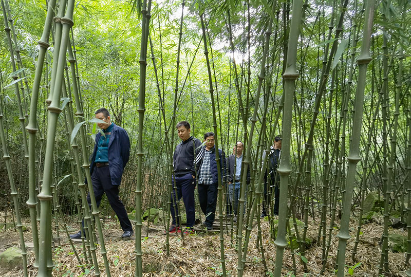 金狮贵宾会_尊贵显赫笋尖零食