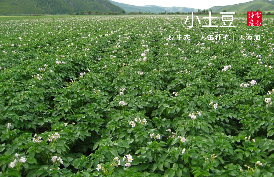 金狮贵宾会_尊贵显赫小土豆休闲食品